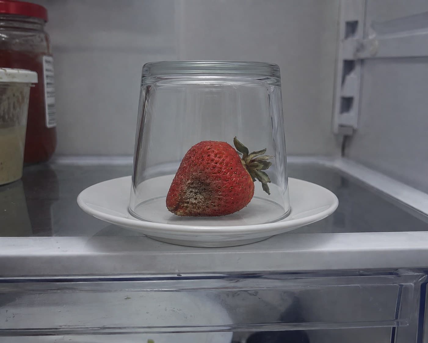 A strawberry on a saucer under an upturned drinking glass on a refrigerator shelf, bruised along one side, its leaves beginning to wilt.
